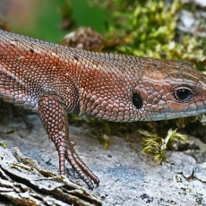 Gyvavedis driežas - Zootoca vivipara | Fotografas Gintautas Steiblys