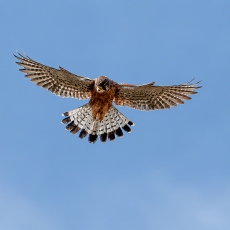 Paprastasis pelėsakalis - Falco tinnunculus ssp. canariensis | Fotografas Gintautas Steiblys