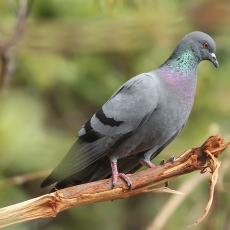 Uolinis karvelis - Columba livia | Fotografas Gintautas Steiblys