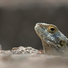 Žvaigždėtoji agama - Laudakia stellio | Fotografas Gintautas Steiblys