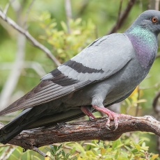 Uolinis karvelis - Columba livia | Fotografas Gintautas Steiblys