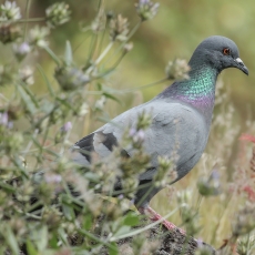 Uolinis karvelis - Columba livia | Fotografas Gintautas Steiblys