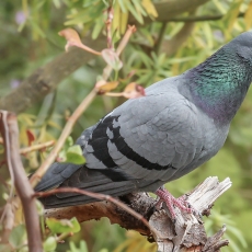 Uolinis karvelis - Columba livia | Fotografas Gintautas Steiblys