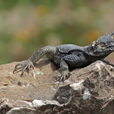 Žvaigždėtoji agama - Laudakia stellio | Fotografas Gintautas Steiblys