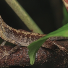 Laibakojė agama - Otocryptis wiegmanni ♀ | Fotografas Gintautas Steiblys