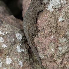 Tenerifinis sieninis gekonas - Tarentola delalandii | Fotografas Gintautas Steiblys