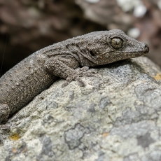 Tenerifinis sieninis gekonas - Tarentola delalandii | Fotografas Gintautas Steiblys