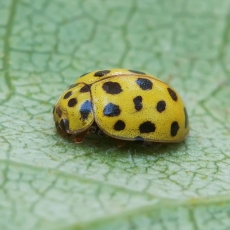 Dvidešimtdvitaškė boružė - Psyllobora vigintiduopunctata | Fotografas Gintautas Steiblys