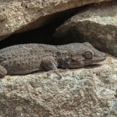 Tenerifinis sieninis gekonas - Tarentola delalandii | Fotografas Gintautas Steiblys