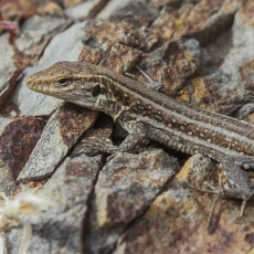 Vakarinis kanarinis driežas - Gallotia galloti, juv. | Fotografas Gintautas Steiblys