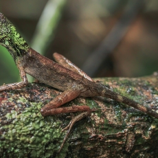 Laibakojė agama - Otocryptis wiegmanni ♂ | Fotografas Gintautas Steiblys