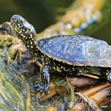 Balinis vėžlys - Emys orbicularis, juv. | Fotografas Gintautas Steiblys