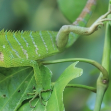Paprastasis kalotas - Calotes calotes ♀ | Fotografas Gintautas Steiblys