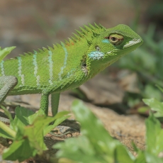 Paprastasis kalotas - Calotes calotes ♀ | Fotografas Gintautas Steiblys