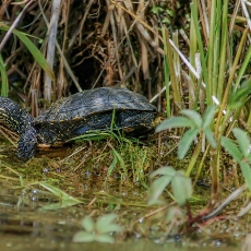 Balinis vėžlys - Emys orbicularis | Fotografas Gintautas Steiblys