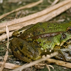 Ežerinė varlė - Pelophylax ridibundus | Fotografas Gintautas Steiblys