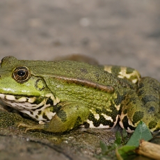 Ežerinė varlė - Pelophylax ridibundus | Fotografas Gintautas Steiblys