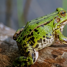 Mažoji kūdrinė varlė - Pelophylax lessonae | Fotografas Gintautas Steiblys