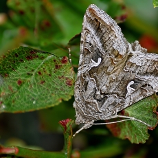 Gaminis žvilgūnas - Autographa gamma | Fotografas Gintautas Steiblys