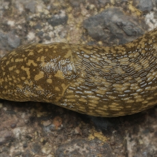 Gelsvasis šliužys - Limacus flavus | Fotografas Gintautas Steiblys