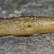 Gelsvasis šliužys - Limacus flavus | Fotografas Gintautas Steiblys