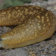 Gelsvasis šliužys - Limacus flavus | Fotografas Gintautas Steiblys