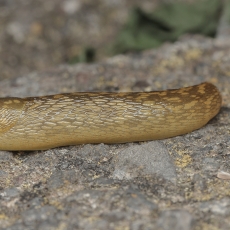 Gelsvasis šliužys - Limacus flavus | Fotografas Gintautas Steiblys