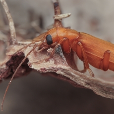 Laibavabalis - Nacerdochroa concolor | Fotografas Gintautas Steiblys