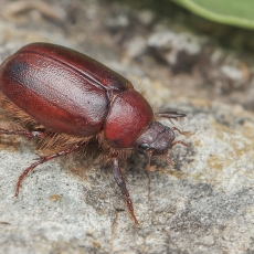 Grambuolys - Pachydema sp. | Fotografas Gintautas Steiblys