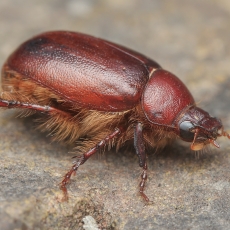 Grambuolys - Pachydema sp. | Fotografas Gintautas Steiblys