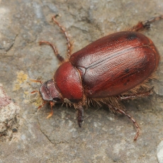 Grambuolys - Pachydema sp. | Fotografas Gintautas Steiblys