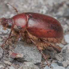 Grambuolys - Pachydema sp. | Fotografas Gintautas Steiblys