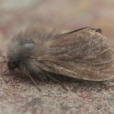 Maišuotis - Amicta cabrerai ♂ | Fotografas Gintautas Steiblys