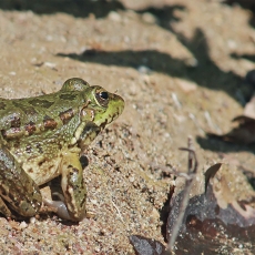 Levantinė varlė - Pelophylax bedriagae | Fotografas Gintautas Steiblys