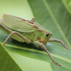 Tenerifinis žaliasis žiogas - Calliphona koenigi ♂ | Fotografas Gintautas Steiblys