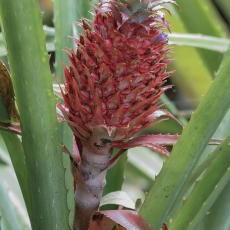 Paragvajinis ananasas - Ananas bracteatus | Fotografas Gintautas Steiblys