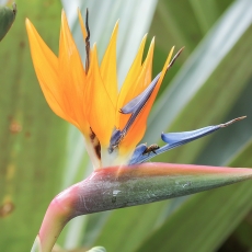Puošnioji strelicija - Strelitzia reginae | Fotografas Gintautas Steiblys