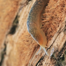 Gelsvasis šliužys - Limacus flavus | Fotografas Gintautas Steiblys