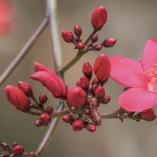 Braivėlis - Jatropha integerrima | Fotografas Gintautas Steiblys