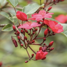 Braivėlis - Jatropha integerrima | Fotografas Gintautas Steiblys