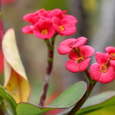 Dygliuotoji karpažolė - Euphorbia milii | Fotografas Gintautas Steiblys