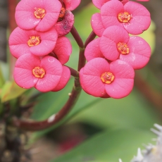 Dygliuotoji karpažolė - Euphorbia milii | Fotografas Gintautas Steiblys