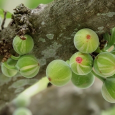 Dygusis fikusas - Ficus aspera 'Parcellii' | Fotografas Gintautas Steiblys