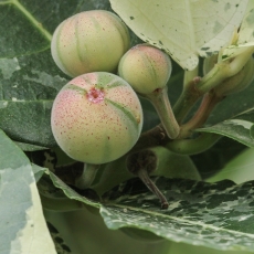 Dygusis fikusas - Ficus aspera 'Parcellii' | Fotografas Gintautas Steiblys