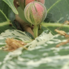 Dygusis fikusas - Ficus aspera 'Parcellii' | Fotografas Gintautas Steiblys
