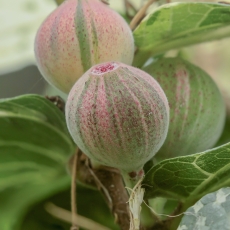 Dygusis fikusas - Ficus aspera 'Parcellii' | Fotografas Gintautas Steiblys