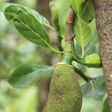 Stambusis duonmedis - Artocarpus heterophyllus | Fotografas Gintautas Steiblys