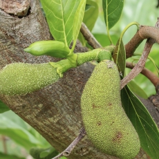 Stambusis duonmedis - Artocarpus heterophyllus | Fotografas Gintautas Steiblys