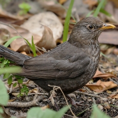 Juodasis strazdas - Turdus merula ♀ | Fotografas Gintautas Steiblys