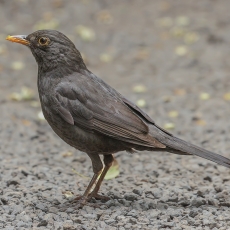  Juodasis strazdas - Turdus merula ♀ | Fotografas Gintautas Steiblys